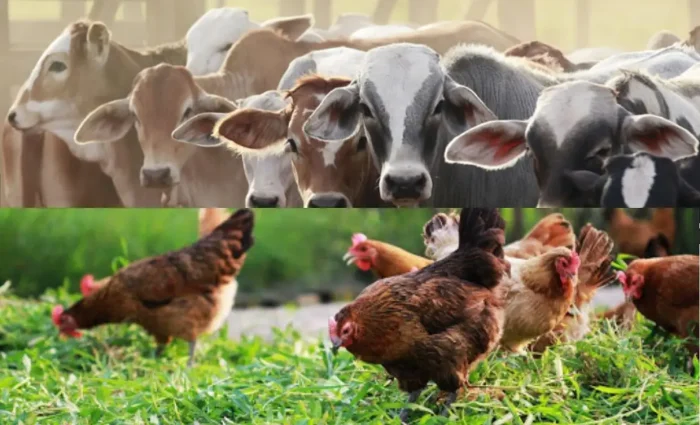 دیگ بخار در صنعت دام و طیور