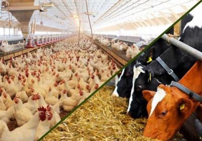 کاربرد های دیگ بخار صنعتی در کارخانه دام و طیور